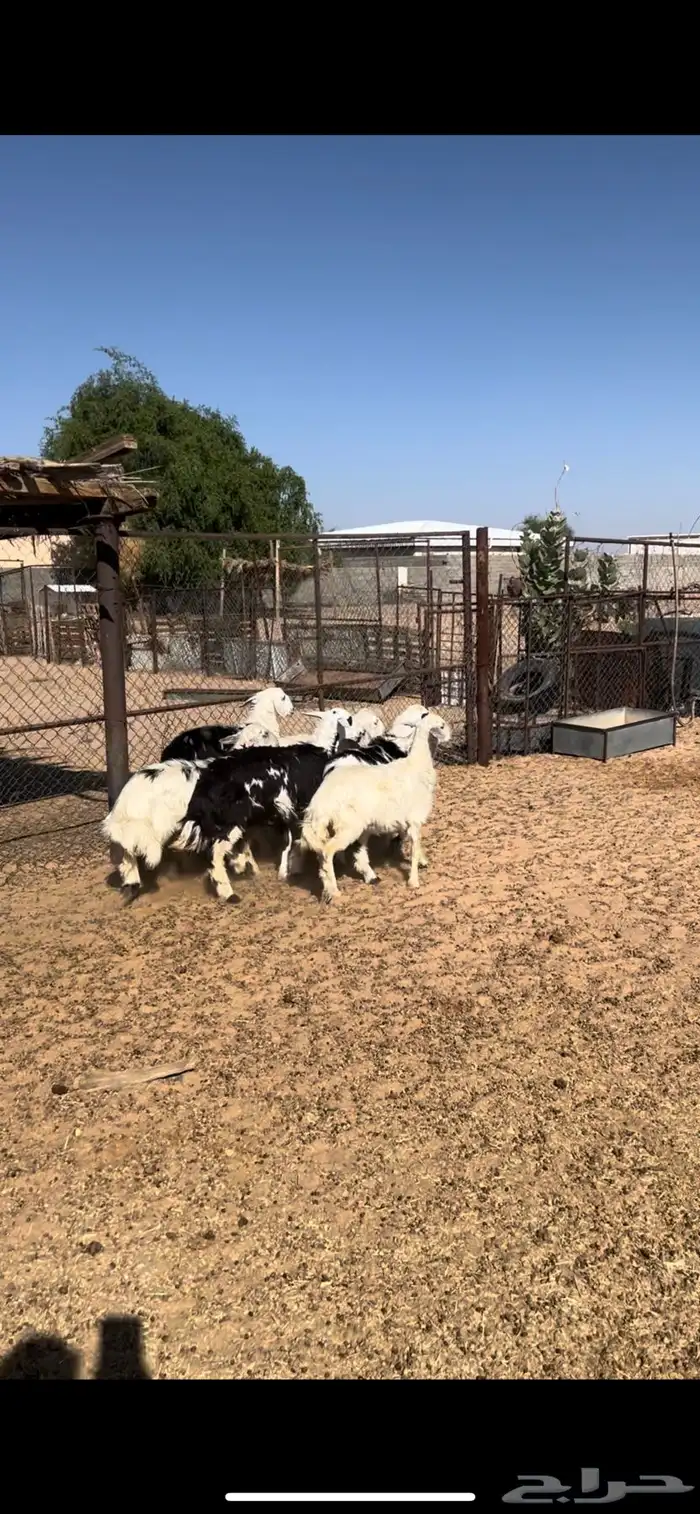 رخال و خرفان 2