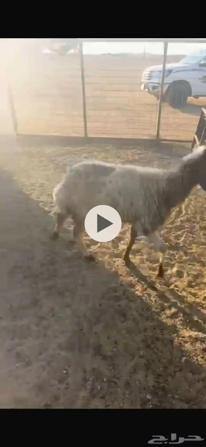 غنم مراح واحد طيبات ونظاف 7