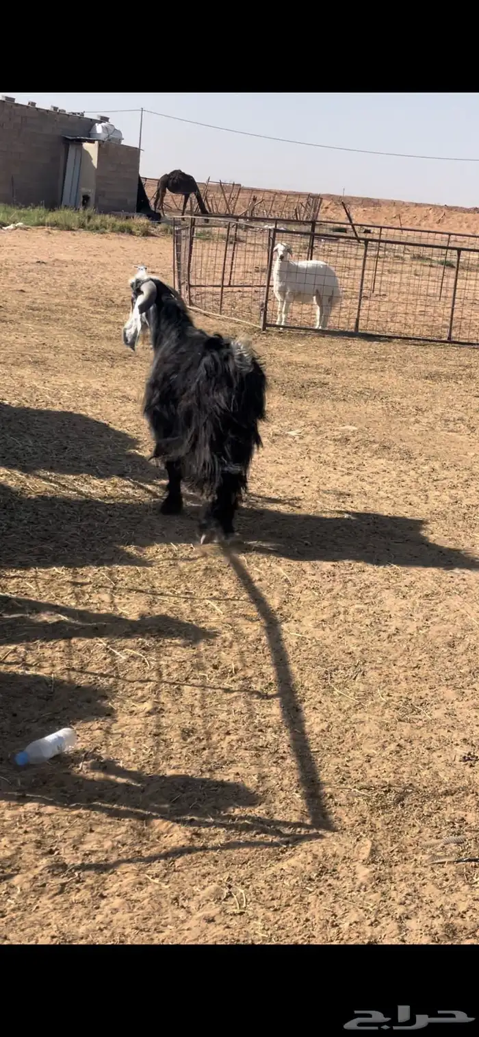 تيس عارضي ثني فحل وطيب والحد يسر 3