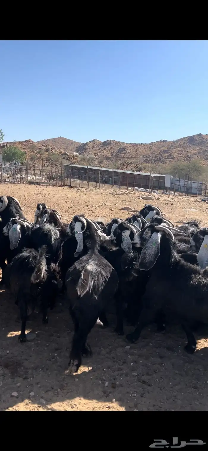 معزا عوارض مراح صنف 11