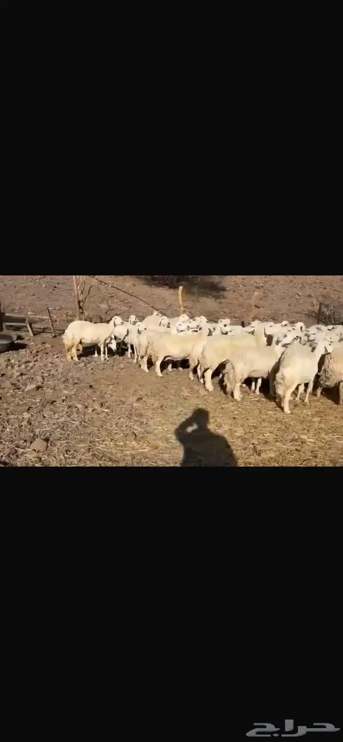ظان العدد 80 تحتها واحد كلها دفيع معها افحلين 5