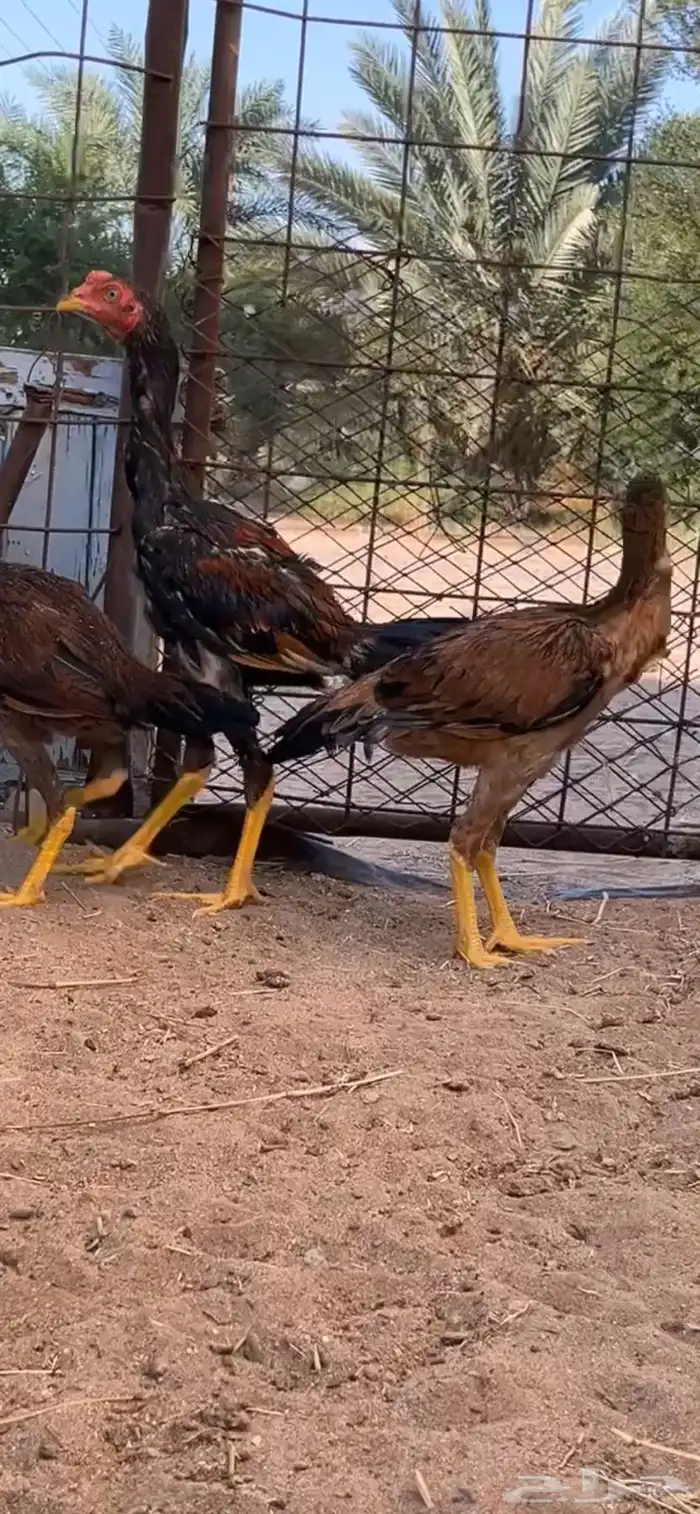 دجاج باكستاني 3