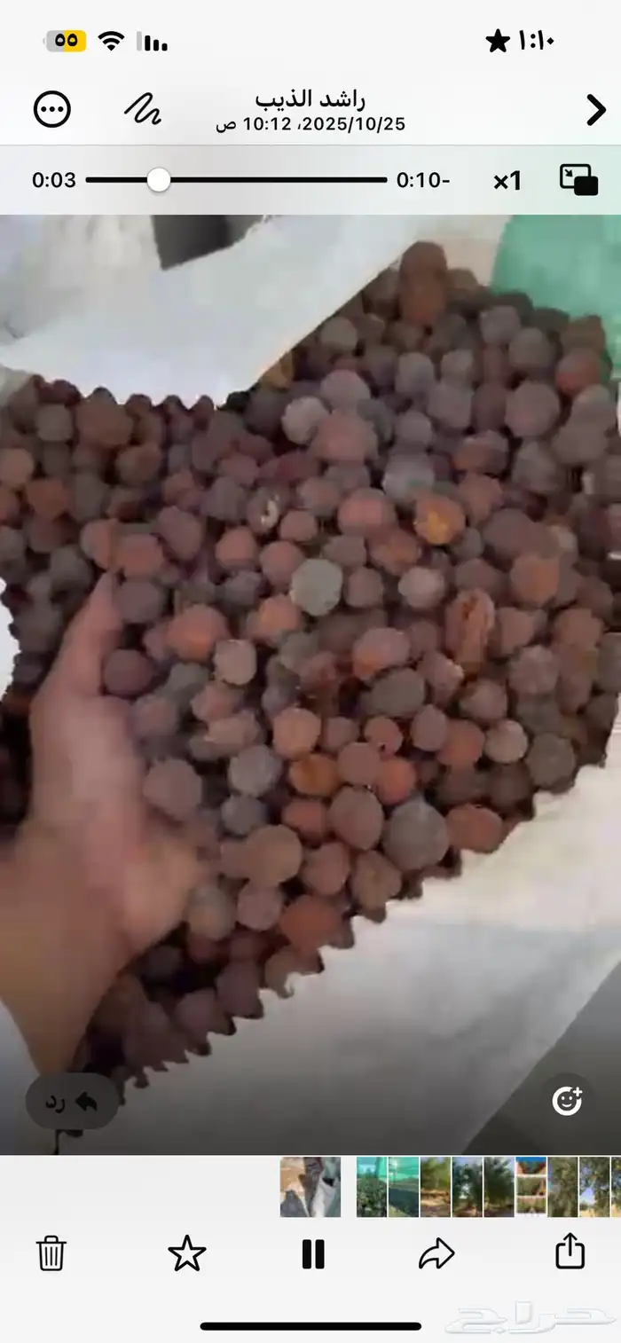 بذور وشتلات سدر بلدي الكيلو ب35 6