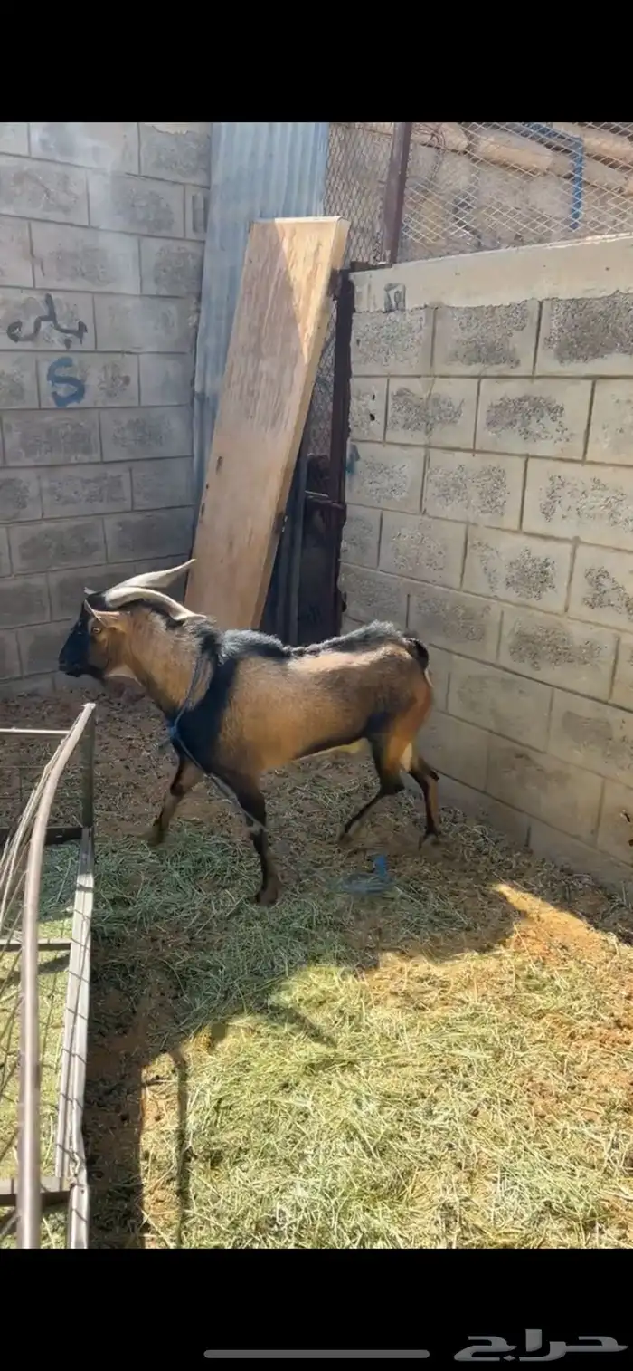 تيس فحل جنوبي 2
