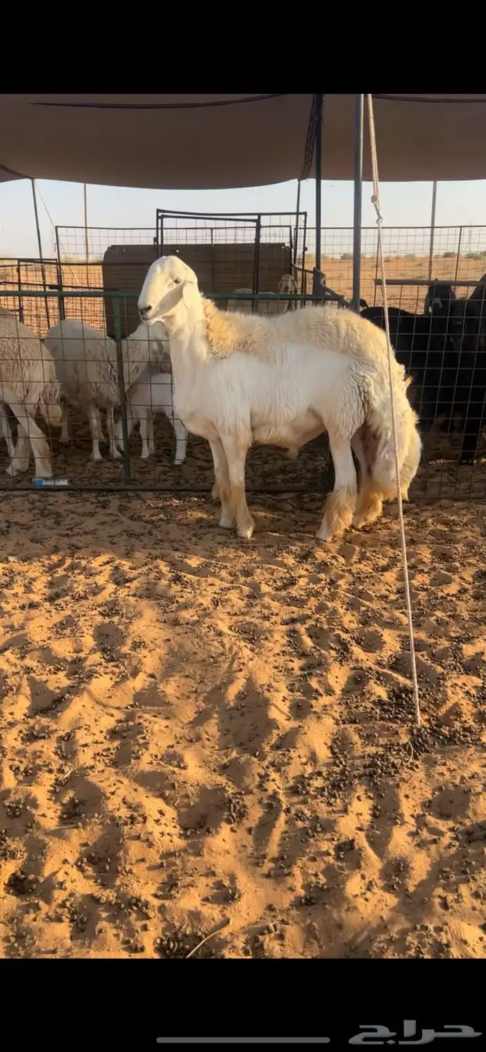 طلي حري جذع فحل صنف 1