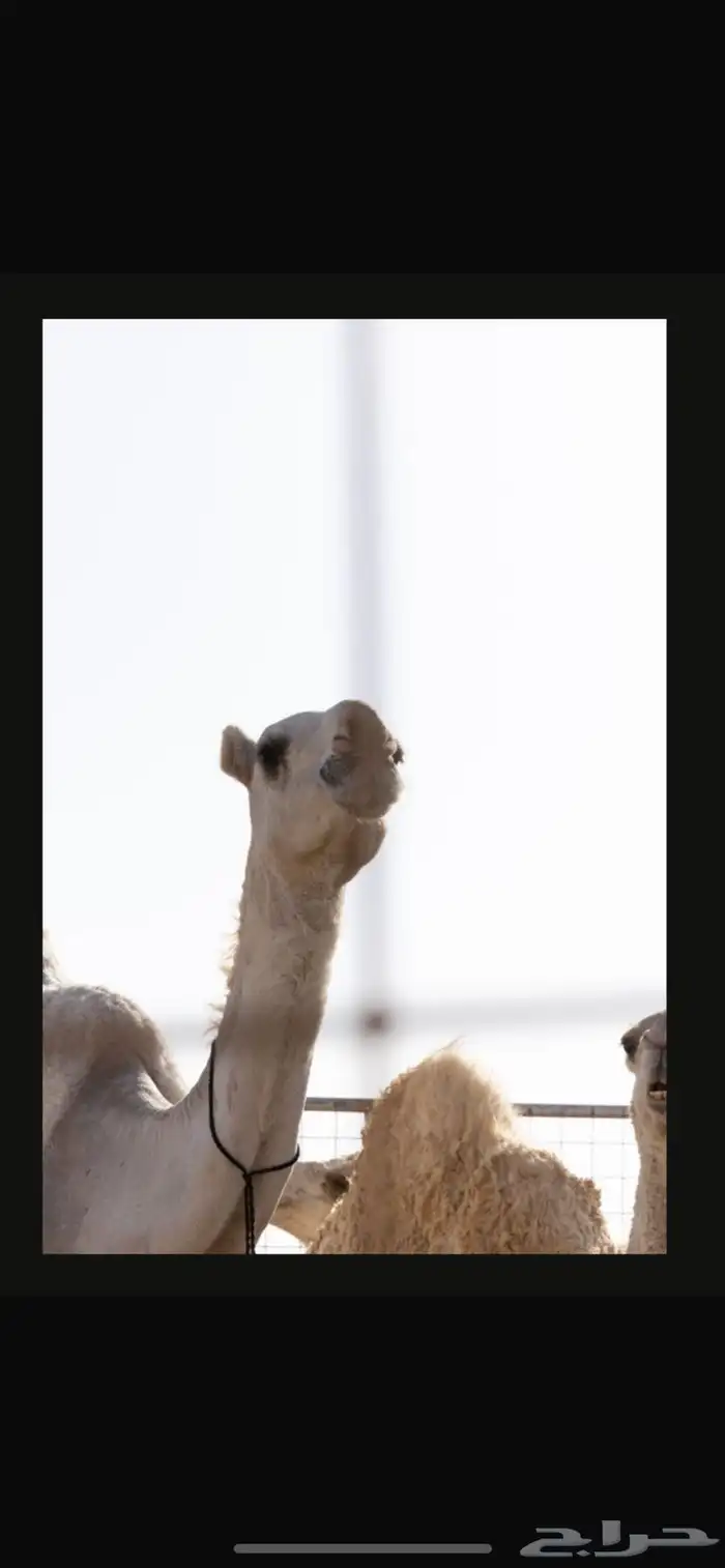 الإبل 41