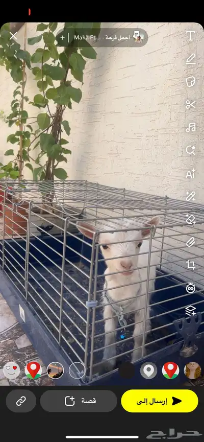 ماعز قزم 0