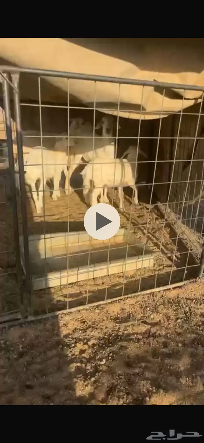 غنم مراح واحد طيبات ونظاف 8