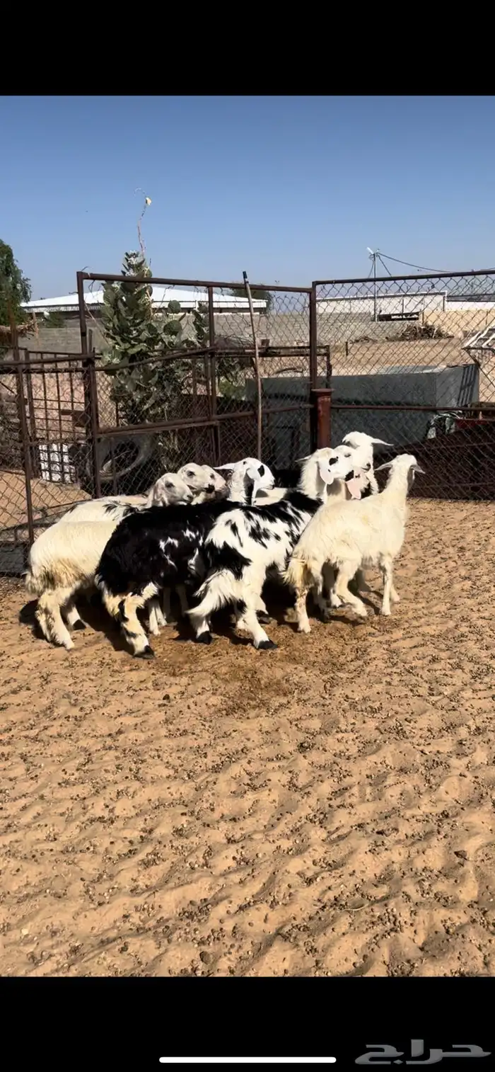 رخال و خرفان 0