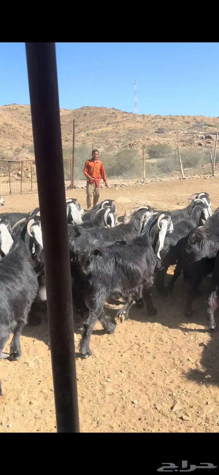 معزا عوارض مراح صنف 7