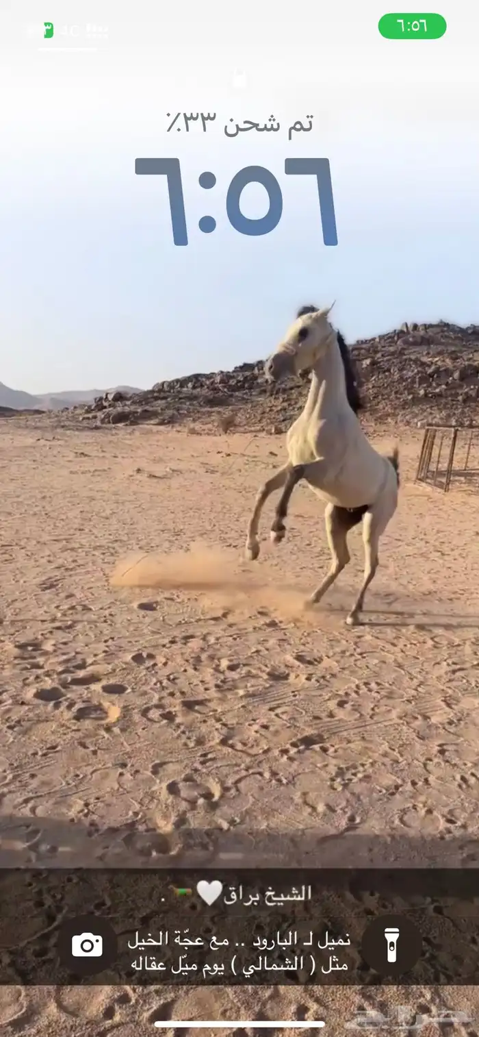 حصان كفو وطرب مابعد عسف كفو العمره سنه وثمانيه شهور 0