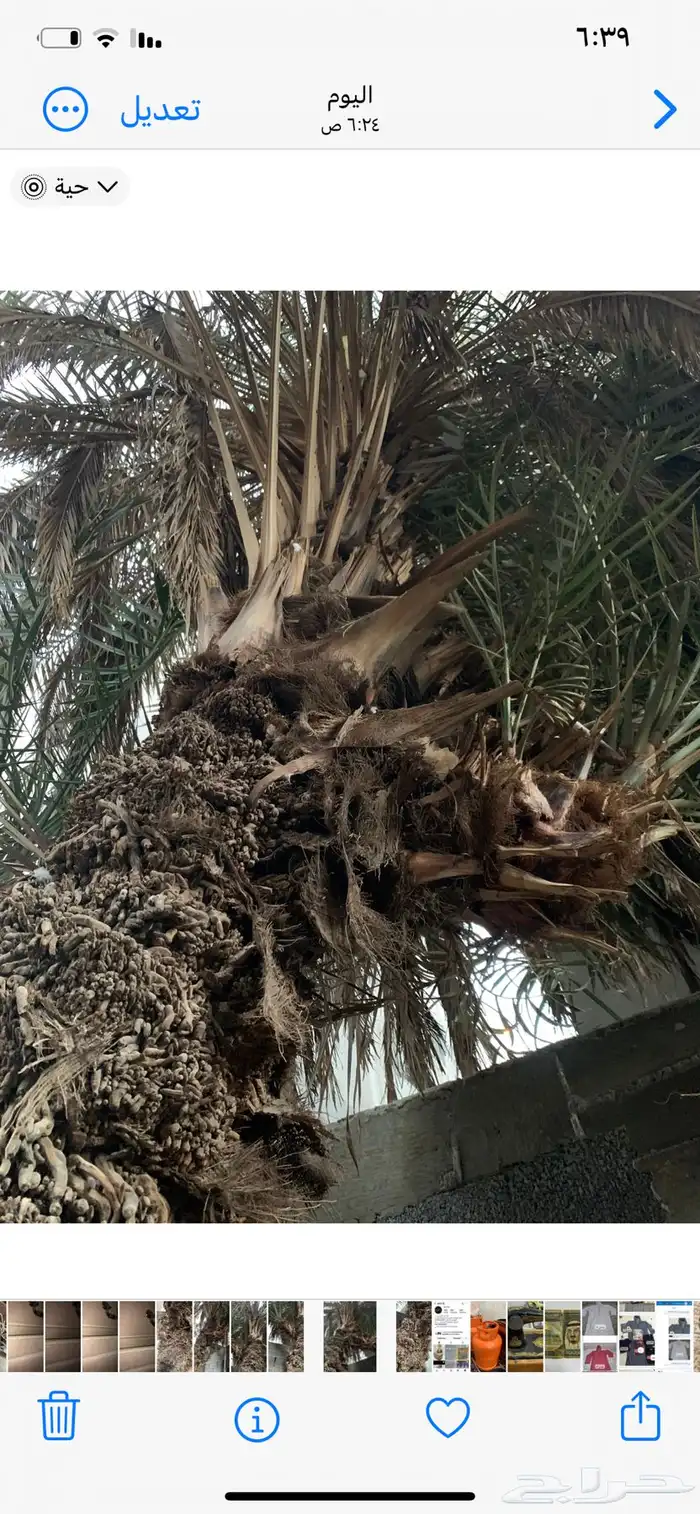 فسيلة نخل عدد 3 3