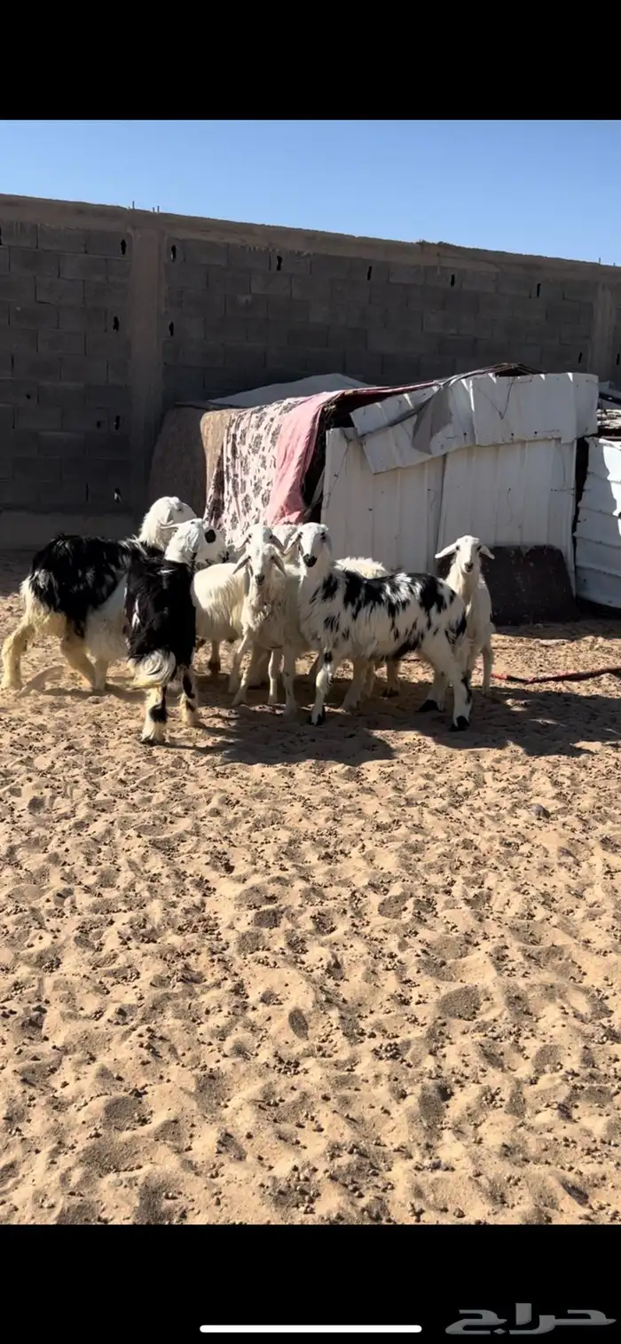 رخال و خرفان 1