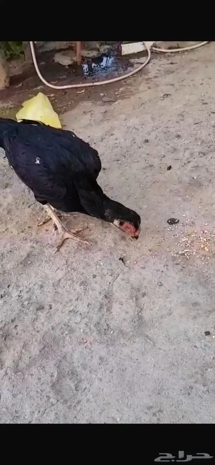 ديك ودجاجة سندي اصلي للبيع 1