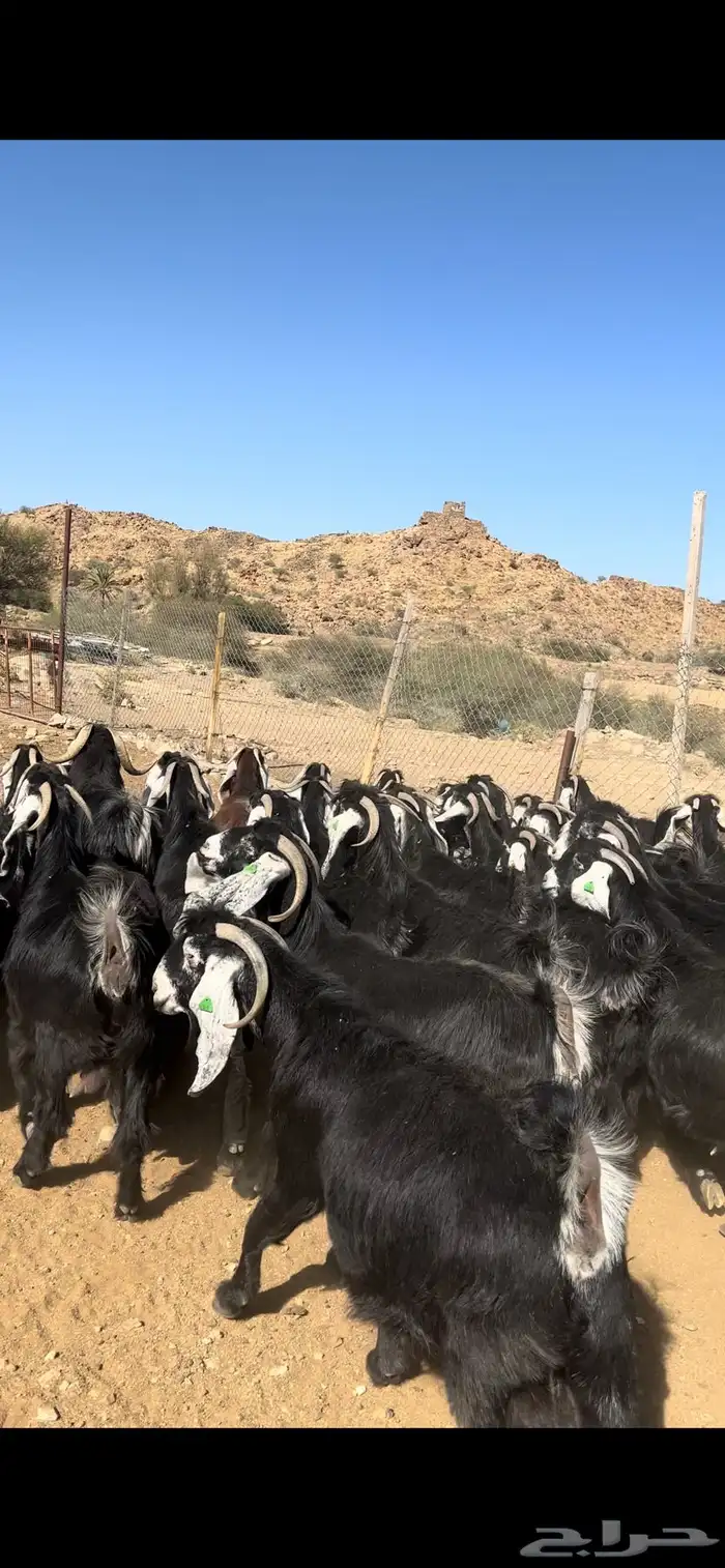 معزا عوارض مراح صنف 8