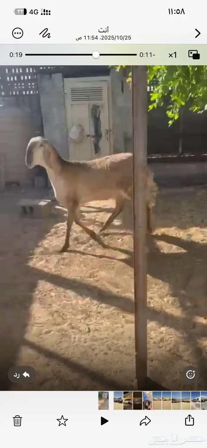 سواكن سيكليه سياكل صنف 0