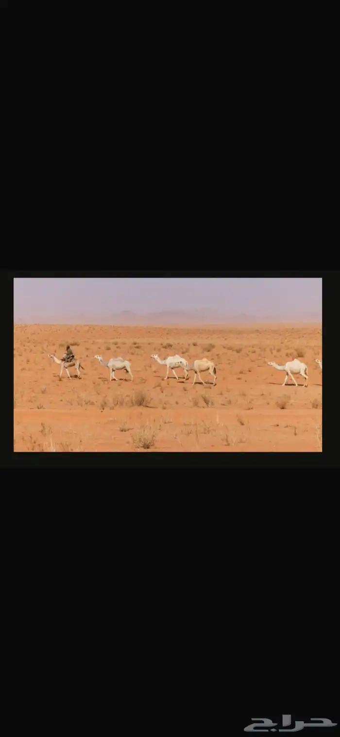 الإبل 5