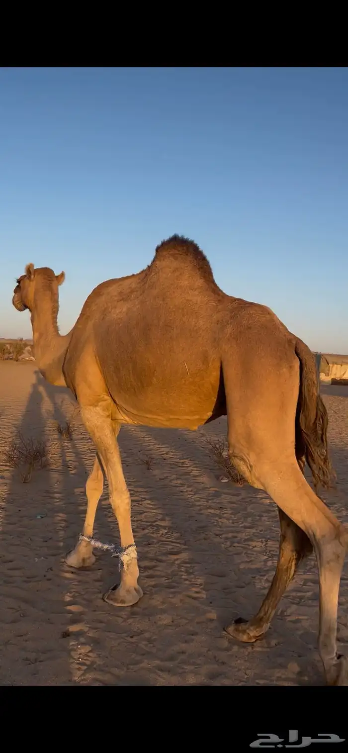 ناقه القحه طيب سنه ام خامس اول شهر لقاح. واقبل شي زين 0