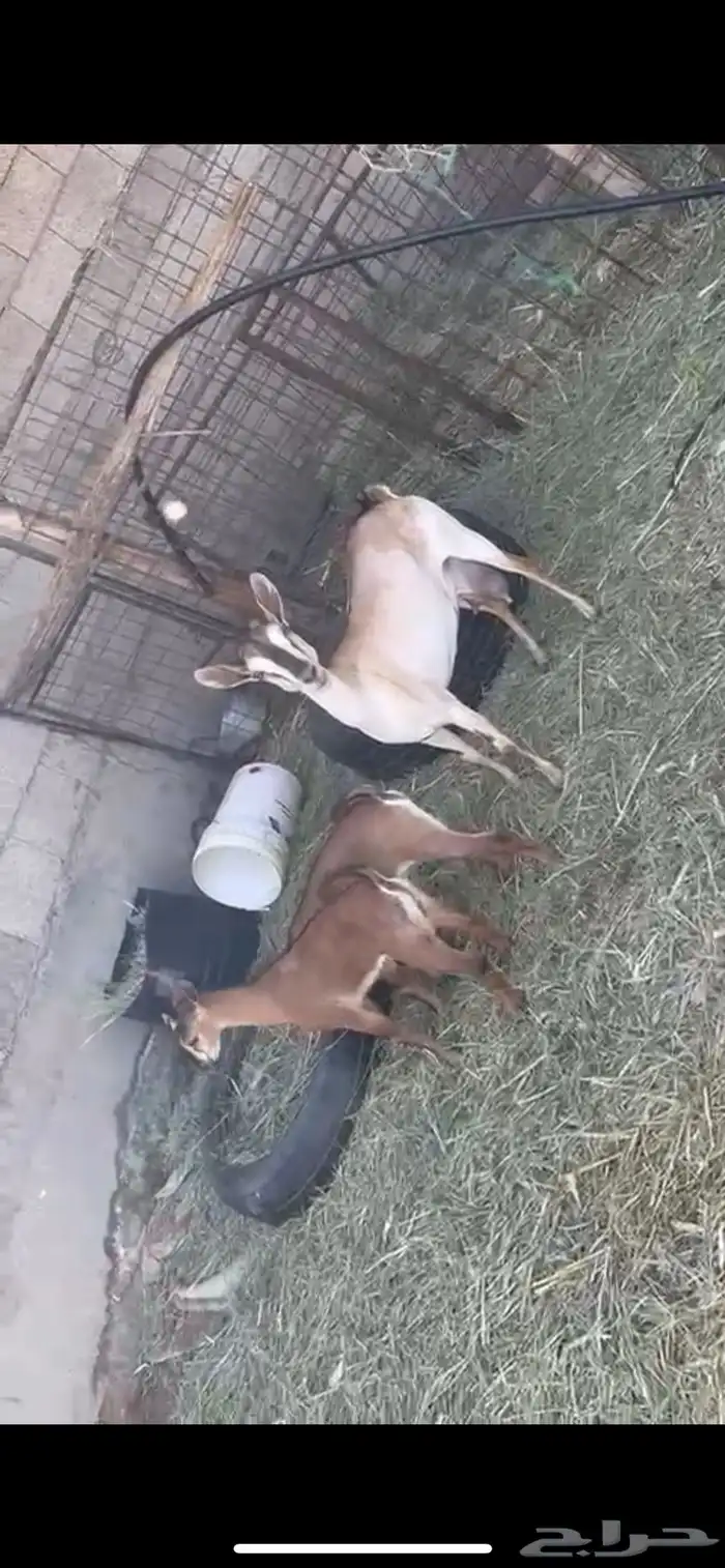 عنز جنوبية معها تيوس 2 4