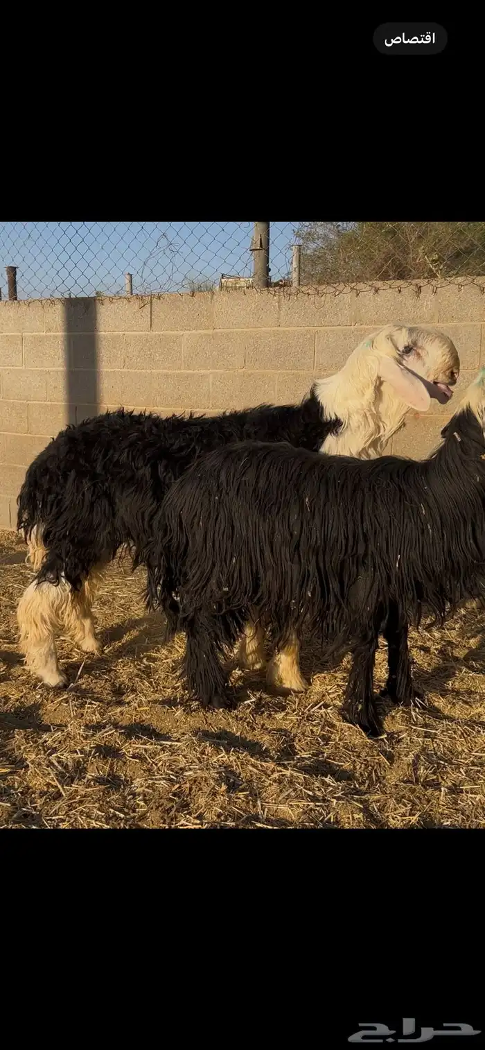 طلي نجدي جذع مشروع فحل 0