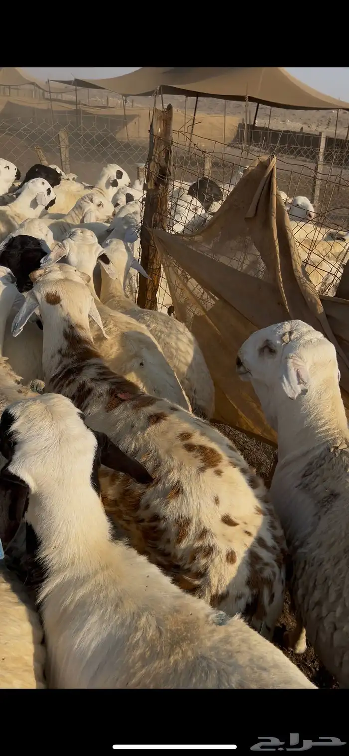 طليان سواكن اوزان عاليه من 30 وانت طالع 0