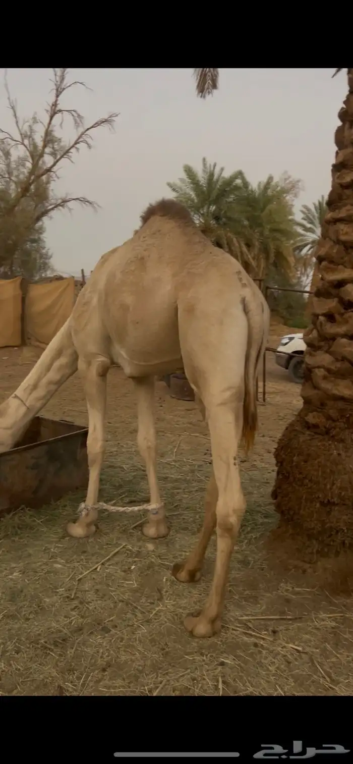 قعود حق للبيع 1