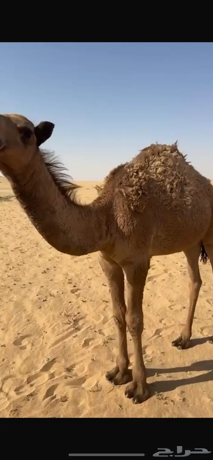 قعود للبيع 2