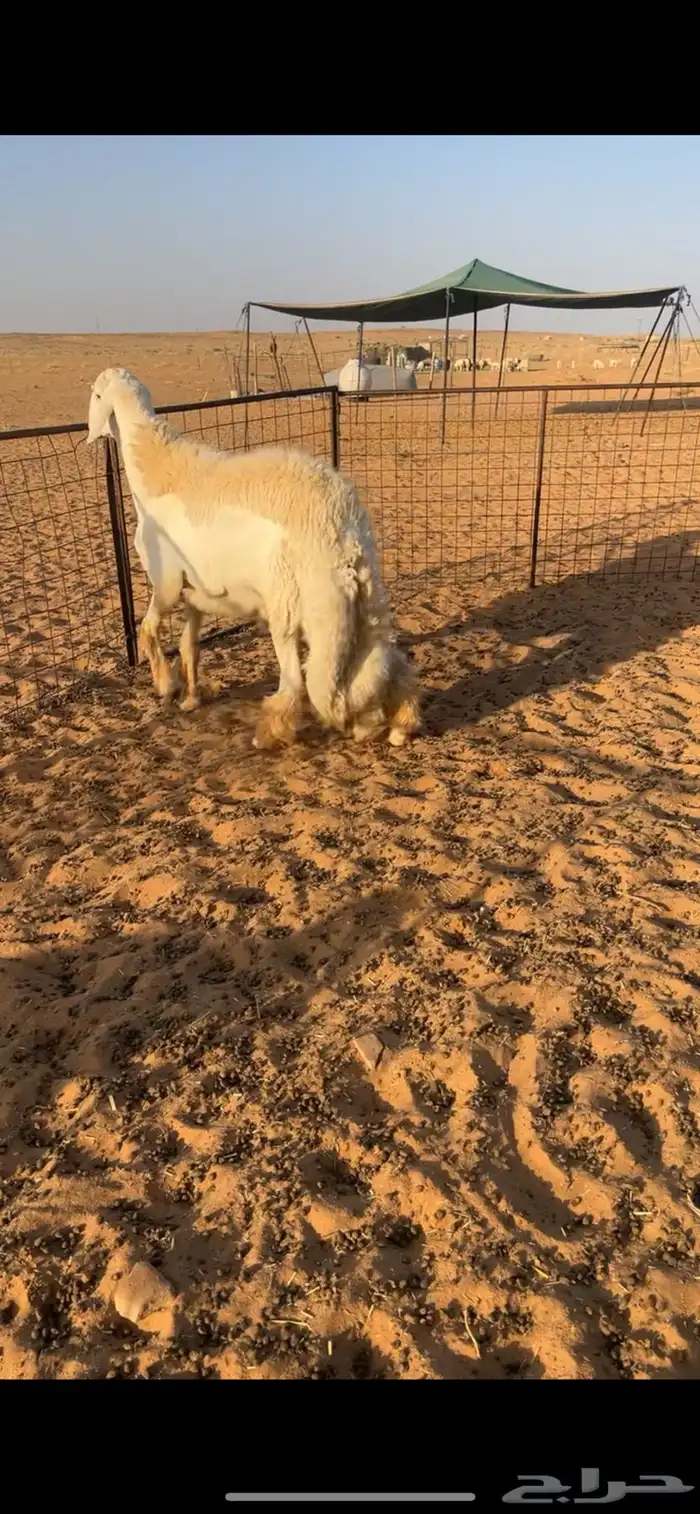 طلي حري جذع فحل صنف 0