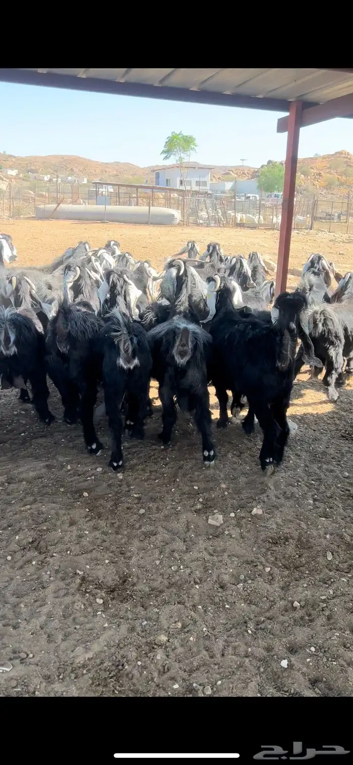 معزا عوارض مراح صنف 6