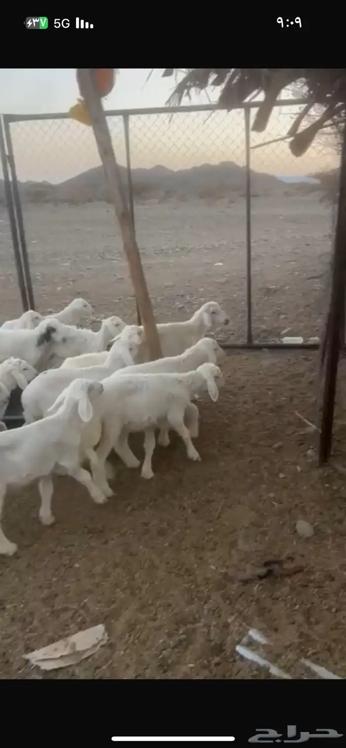طليان 5