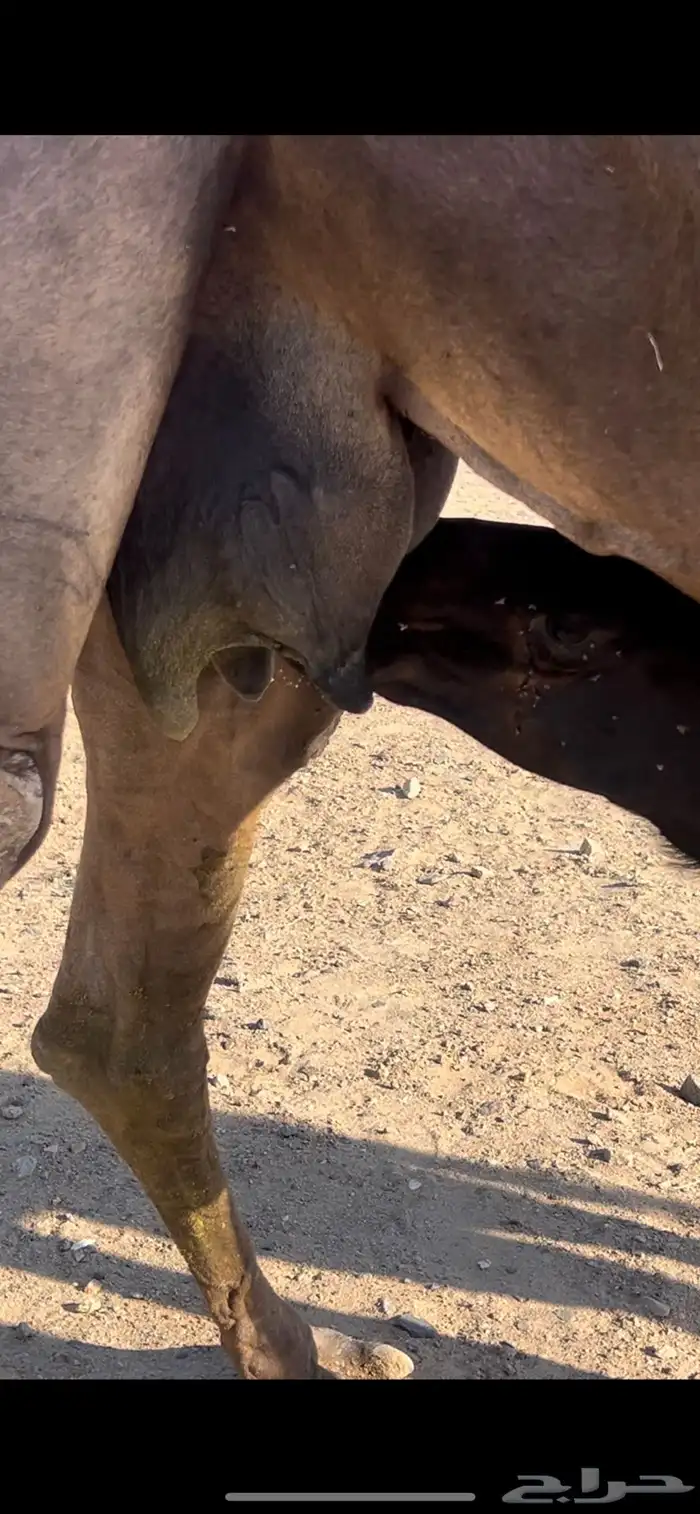 خلفه لبنها واجده مشروطه للبيع عليها قعود عمره 7 اشهر 2