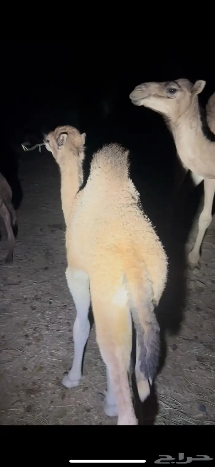 قعود نظيف وسمين 0