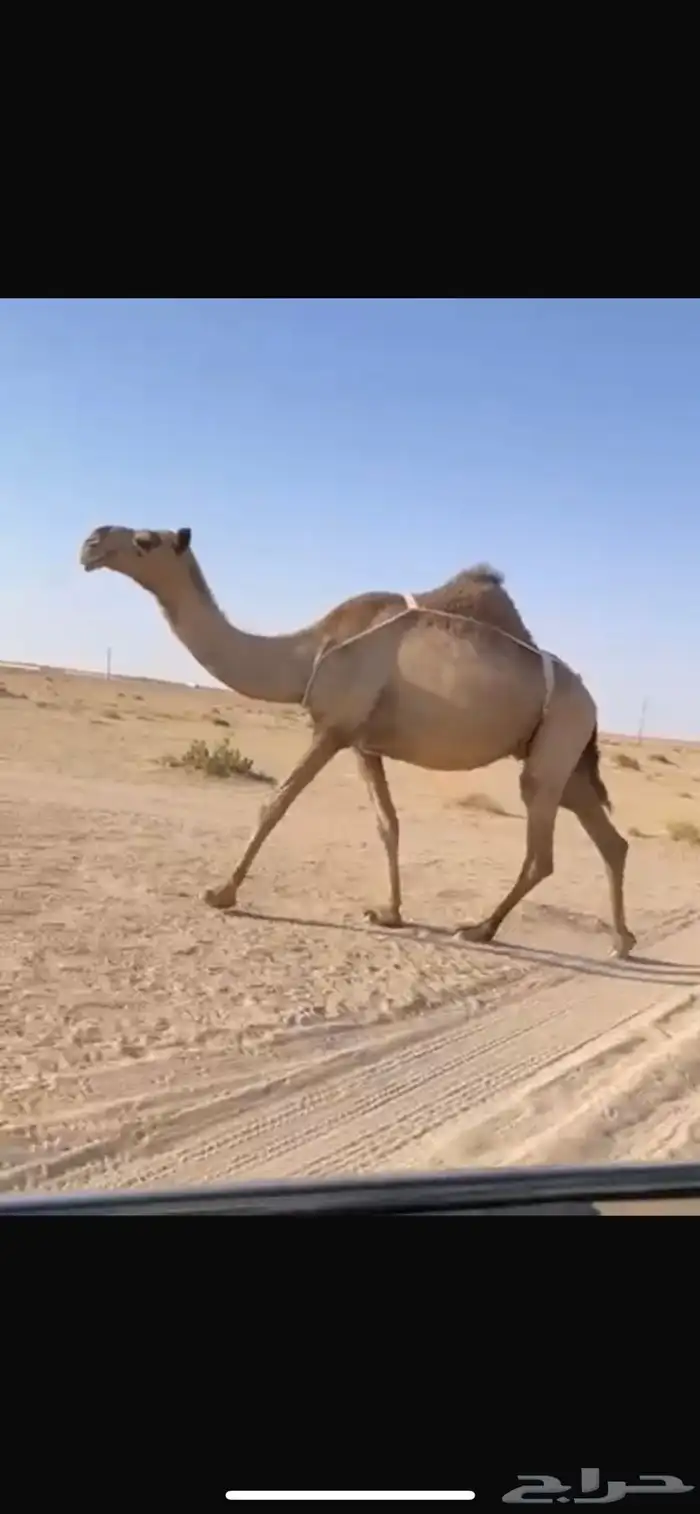 شعلا تحتها حواره دبيانيه كفو 0