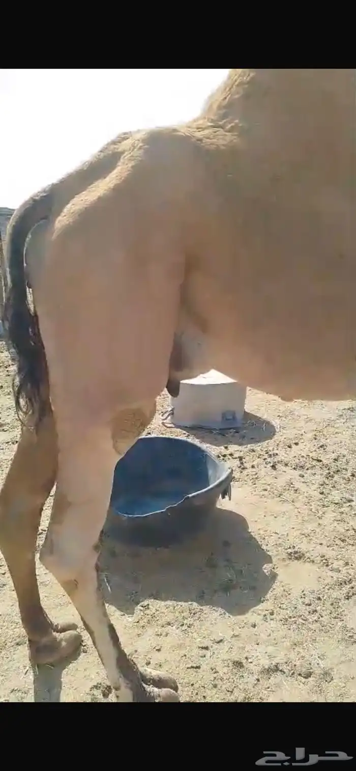 حمراء لحقه ملاقي 3
