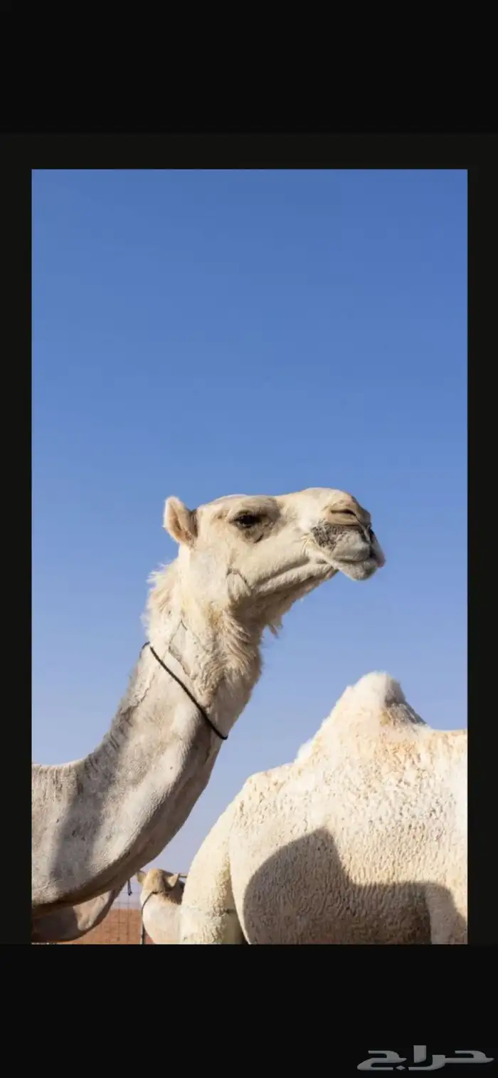 الإبل 1