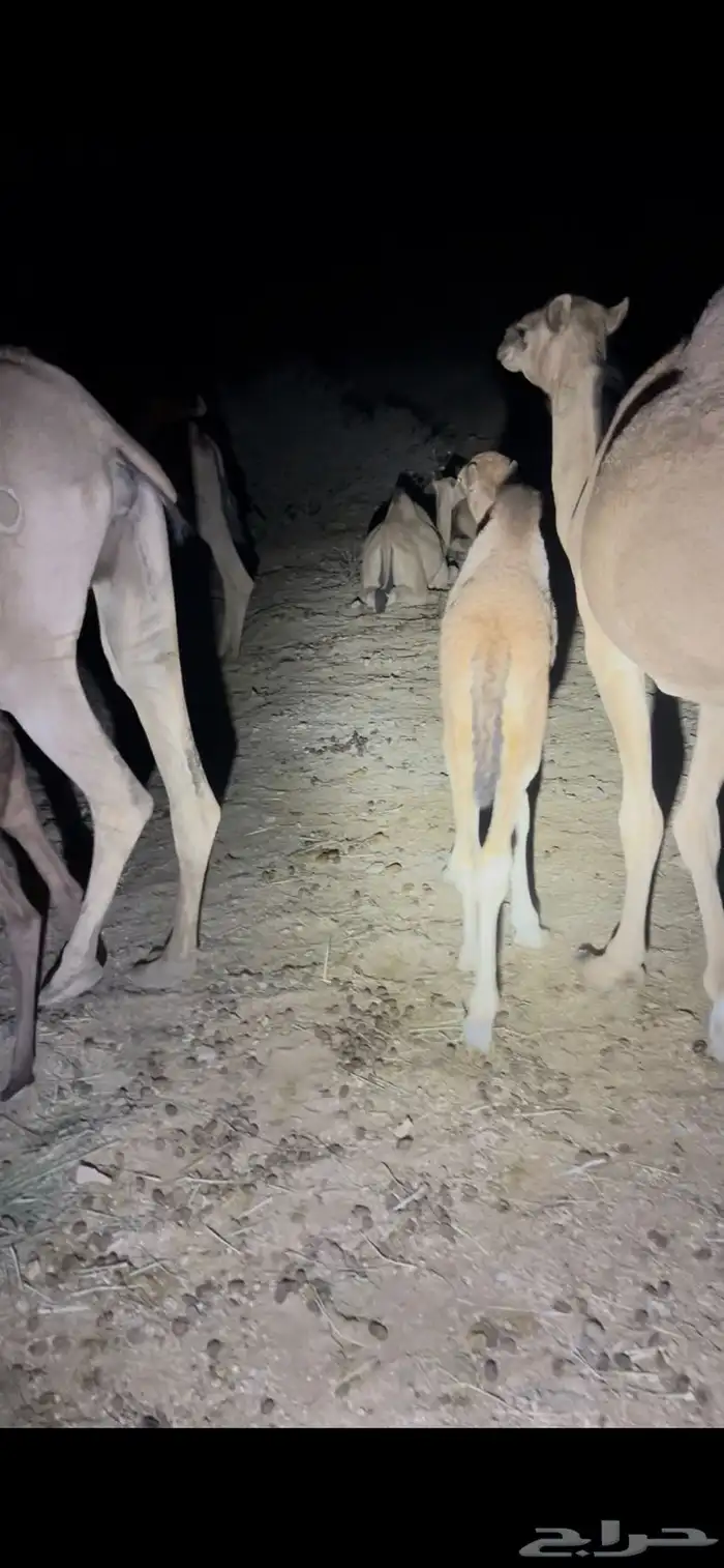 قعود نظيف وسمين 1