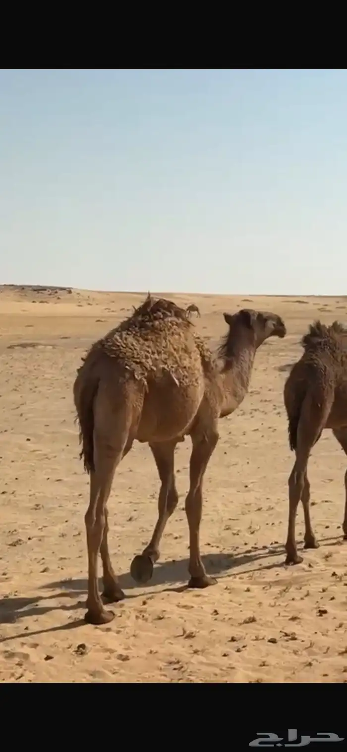 قعود للبيع 3