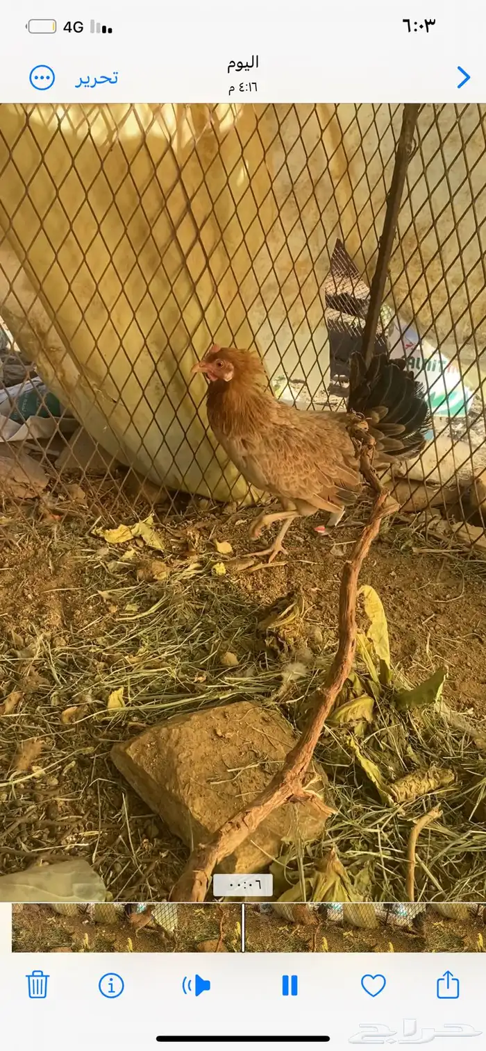 دجاجه مفرخة 0