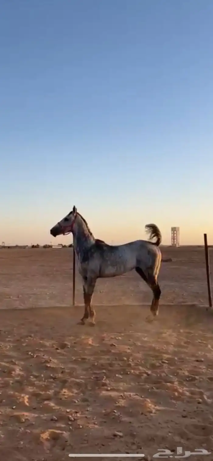 حصان لبيع 1