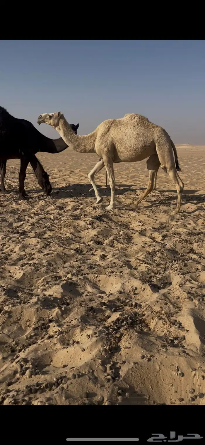 ناقه شقحا لقيه تجذع 0