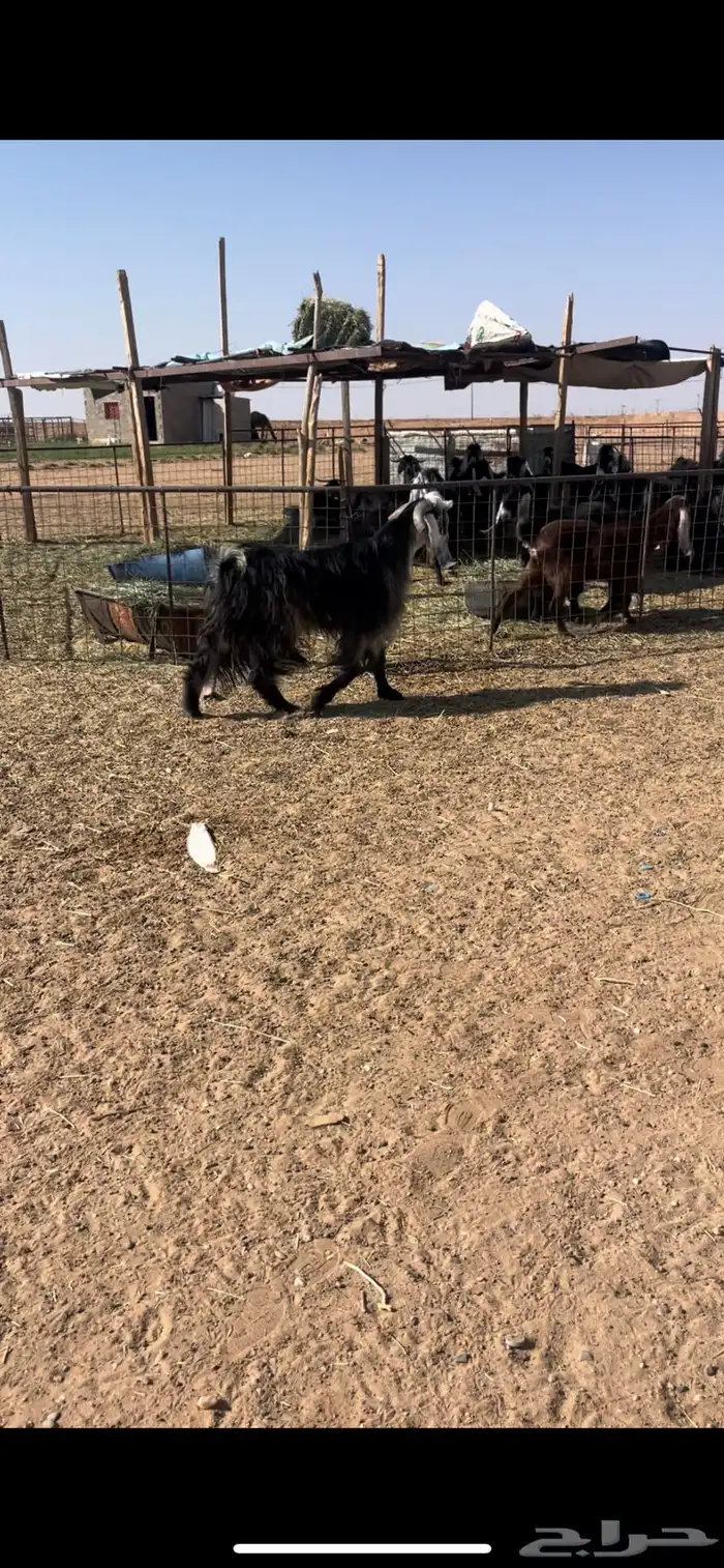 تيس عارضي ثني فحل وطيب والحد يسر 1