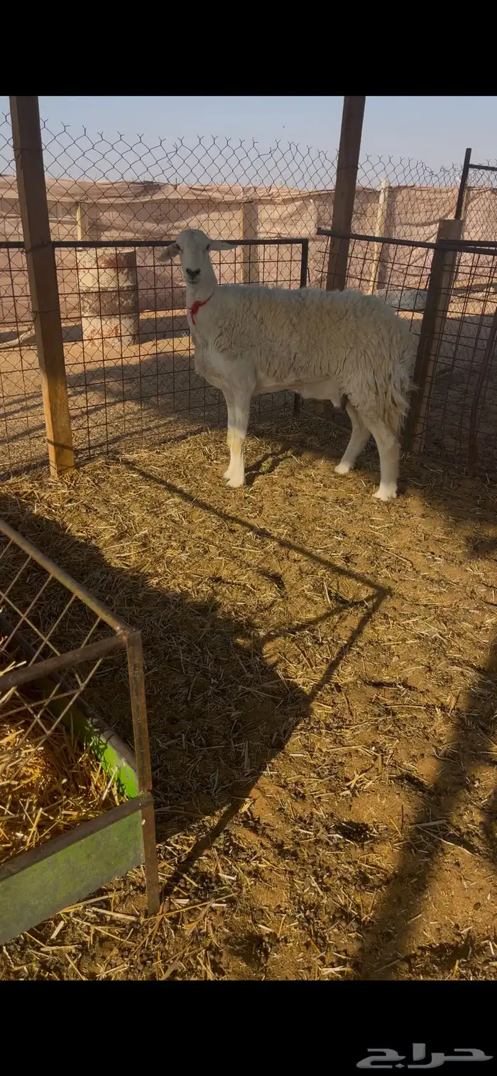 حريه تامه دافع 0