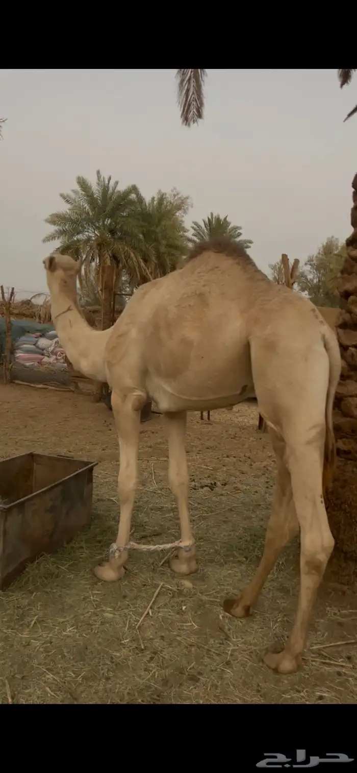 قعود حق للبيع 0