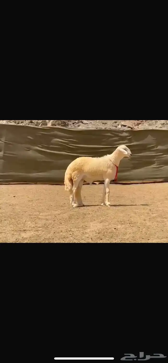 مشاريع فحول طيبه بالحيييل حريات 3