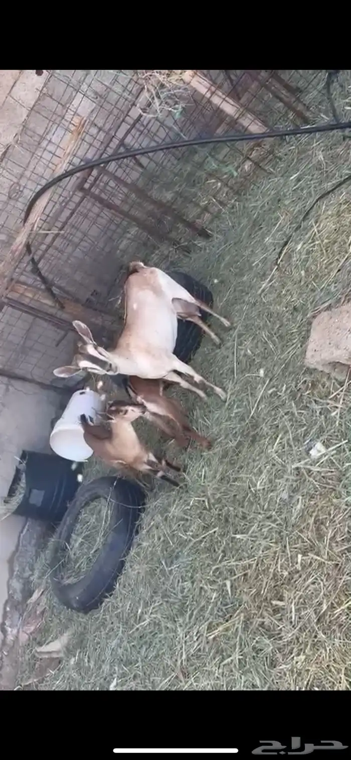 عنز جنوبية معها تيوس 2 1