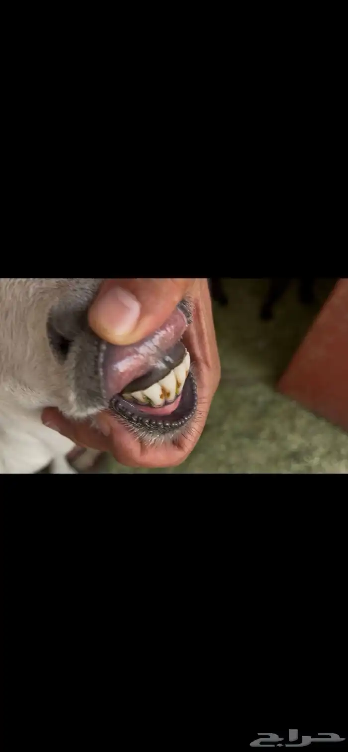 عنز دافع. تم البيع 1