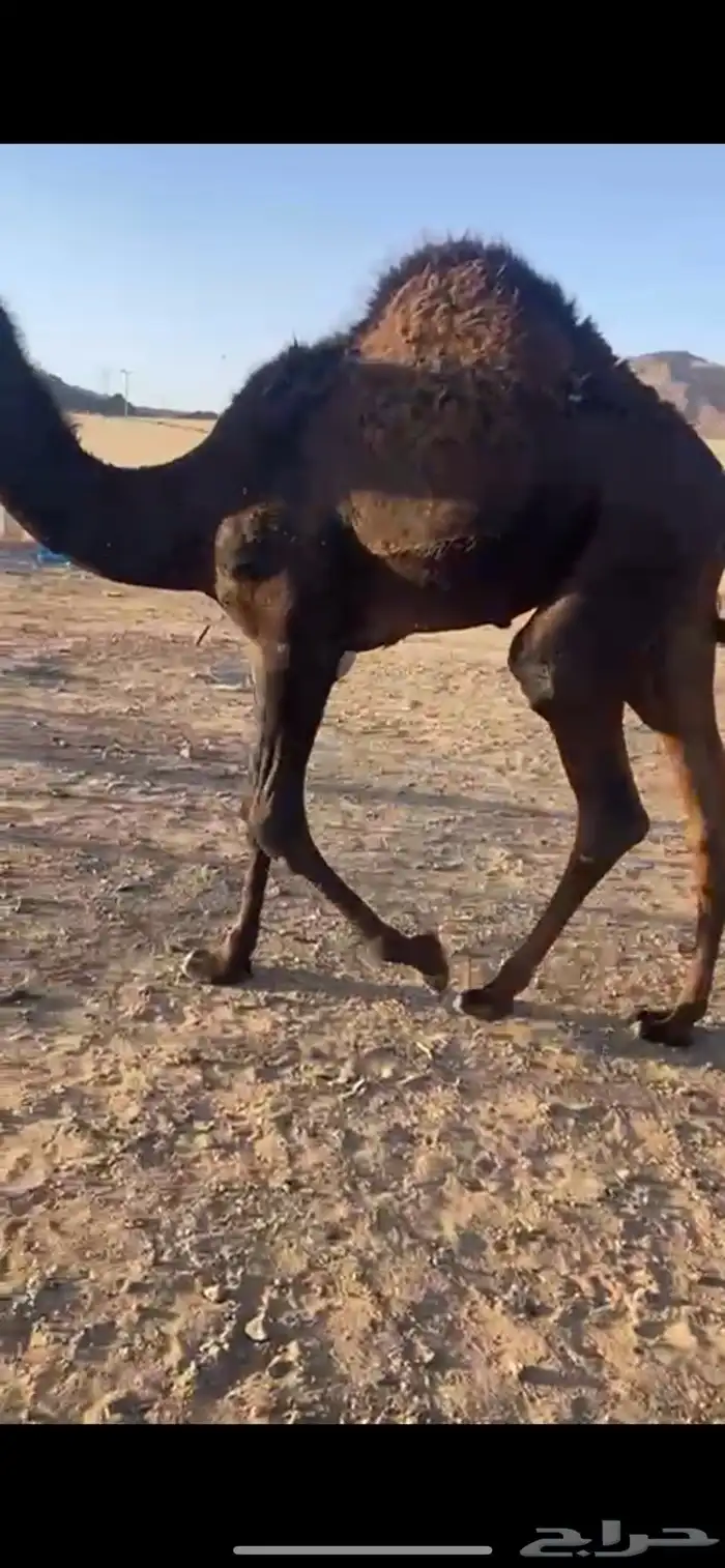 خلفه لبنها واجده مشروطه للبيع عليها قعود عمره 7 اشهر 0