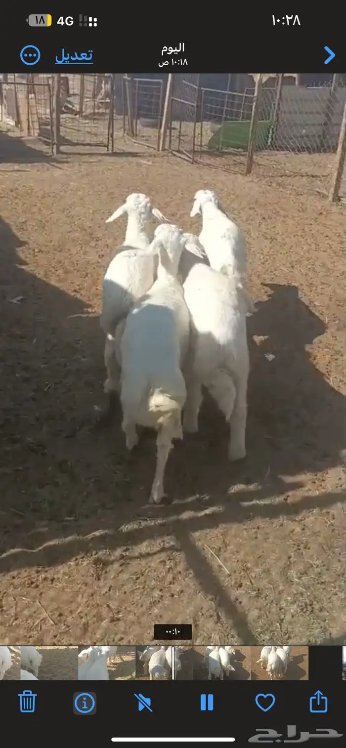 بهم طيب جدا  كلش خروف 1