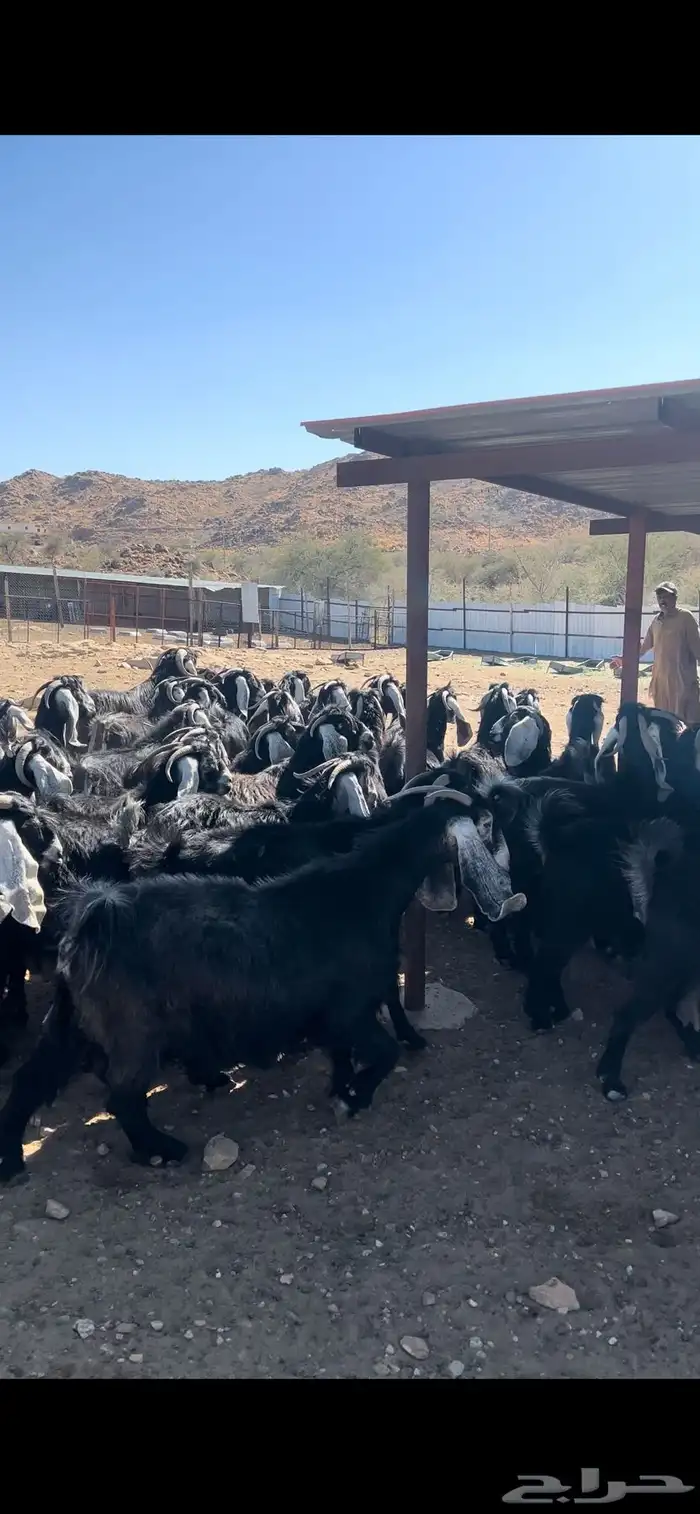 معزا عوارض مراح صنف 2