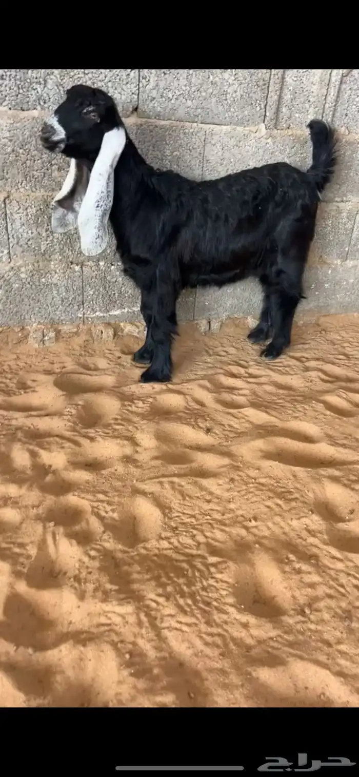 للبيع جفره عارضيه معرفه كفففو تتم البيع 0